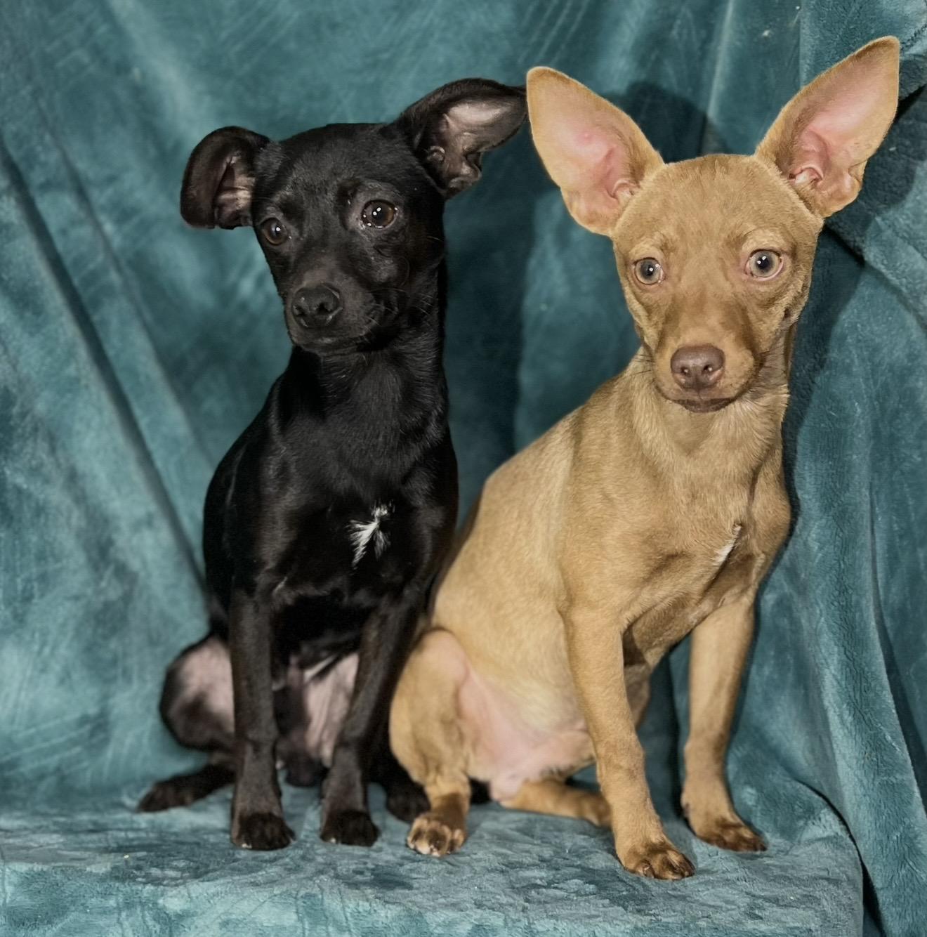 Enlarge Morty , an adopted mixed breed in Pelham, NH image 3/6