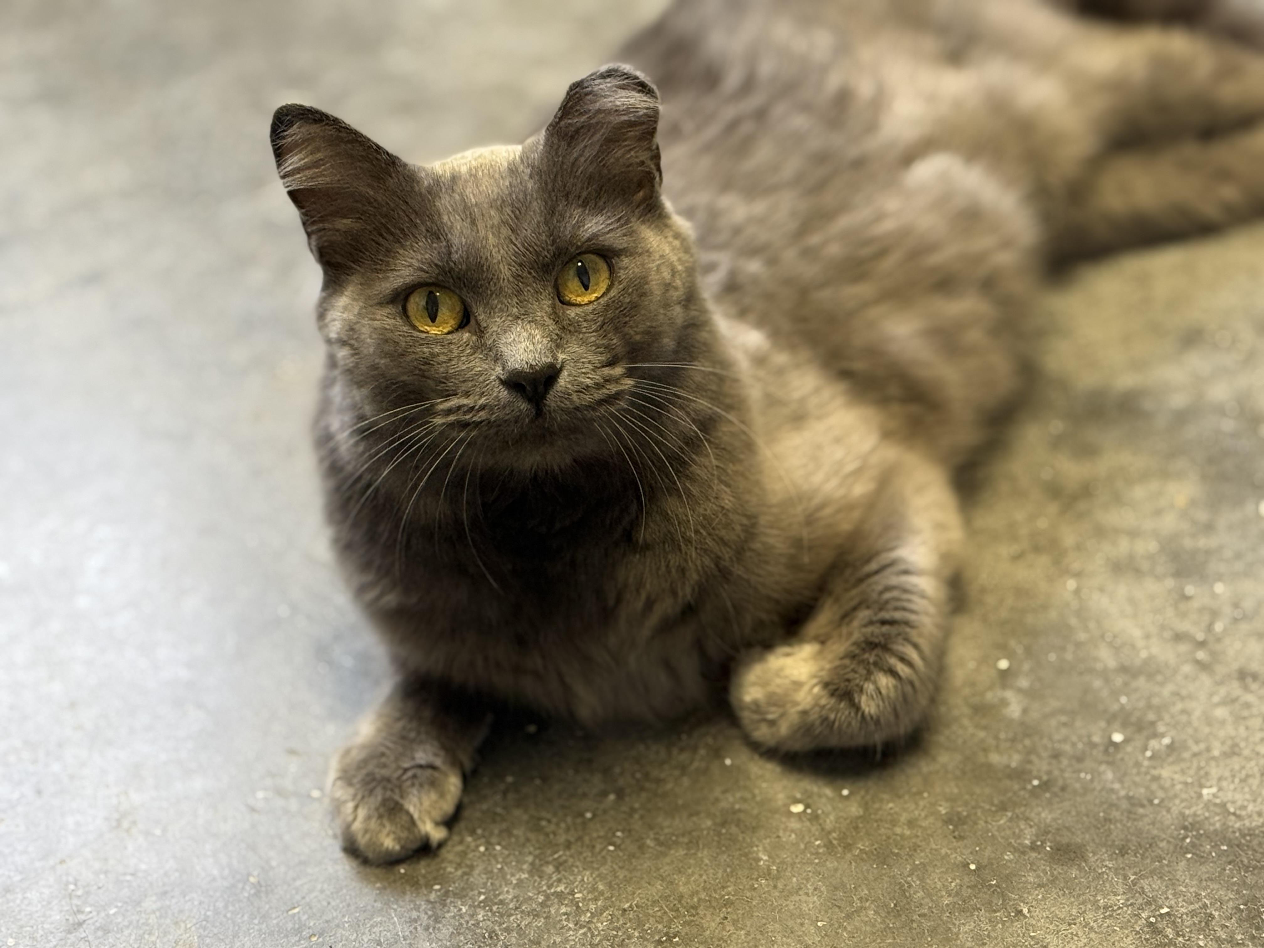 Kiyomi, an adoptable Tabby in Pierre, SD, 57501 | Photo Image 1