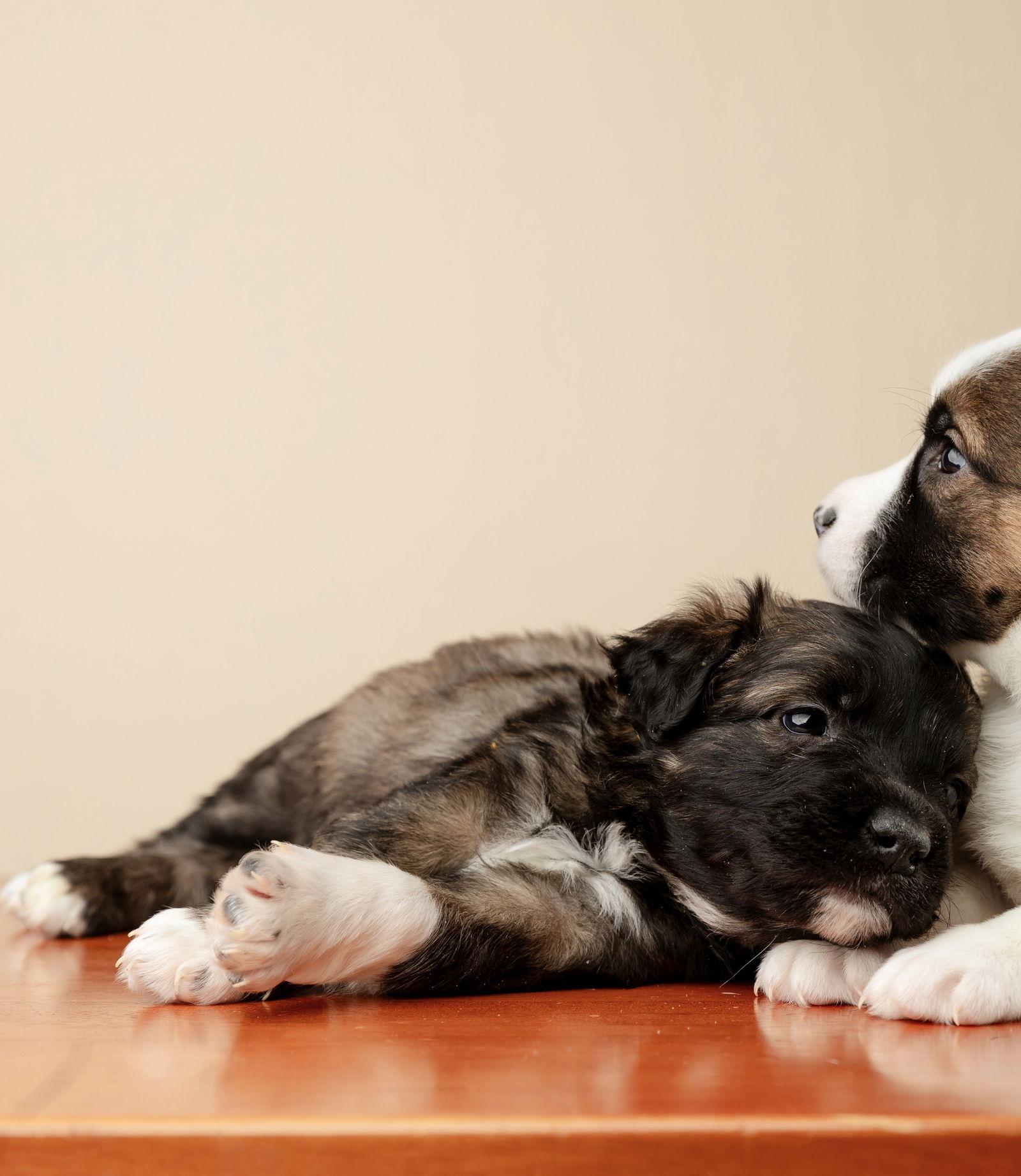 Yukon, Adopted, Puppy Male Shepherd & Labrador Retriever.