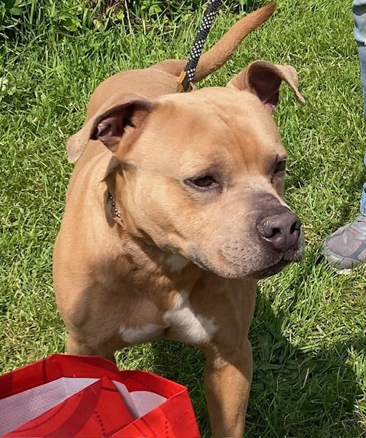 Cash, Adoptable, Young Male Terrier.