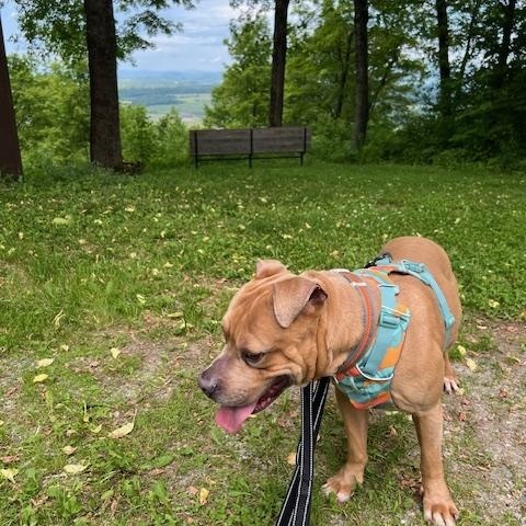 Cash, a Adoptable mixed breed in Ferrisburgh, VT image 4/6