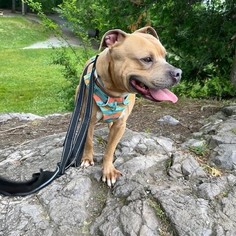 Cash, a Adoptable mixed breed in Ferrisburgh, VT image 5/6