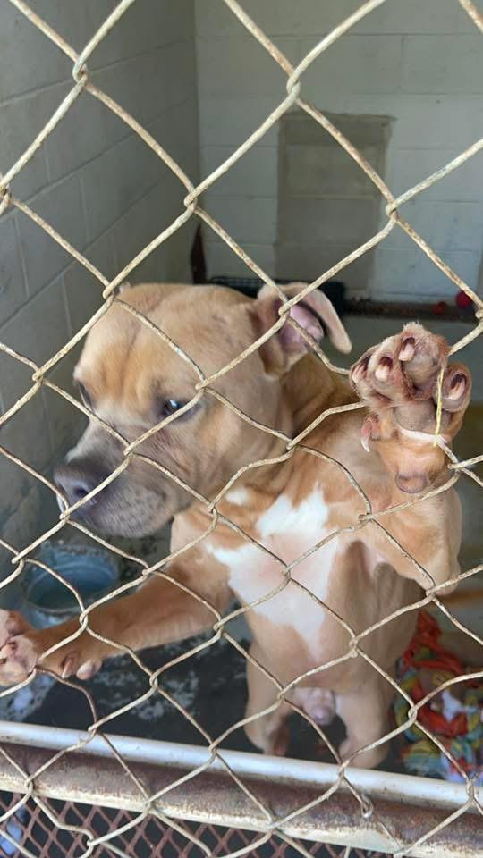Cash, a Adoptable mixed breed in Ferrisburgh, VT image 6/6