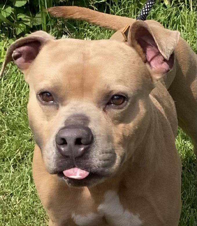 Cash, a Adoptable mixed breed in Ferrisburgh, VT image 2/6