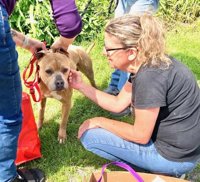 Cash, a Adoptable mixed breed in Ferrisburgh, VT image 3/6
