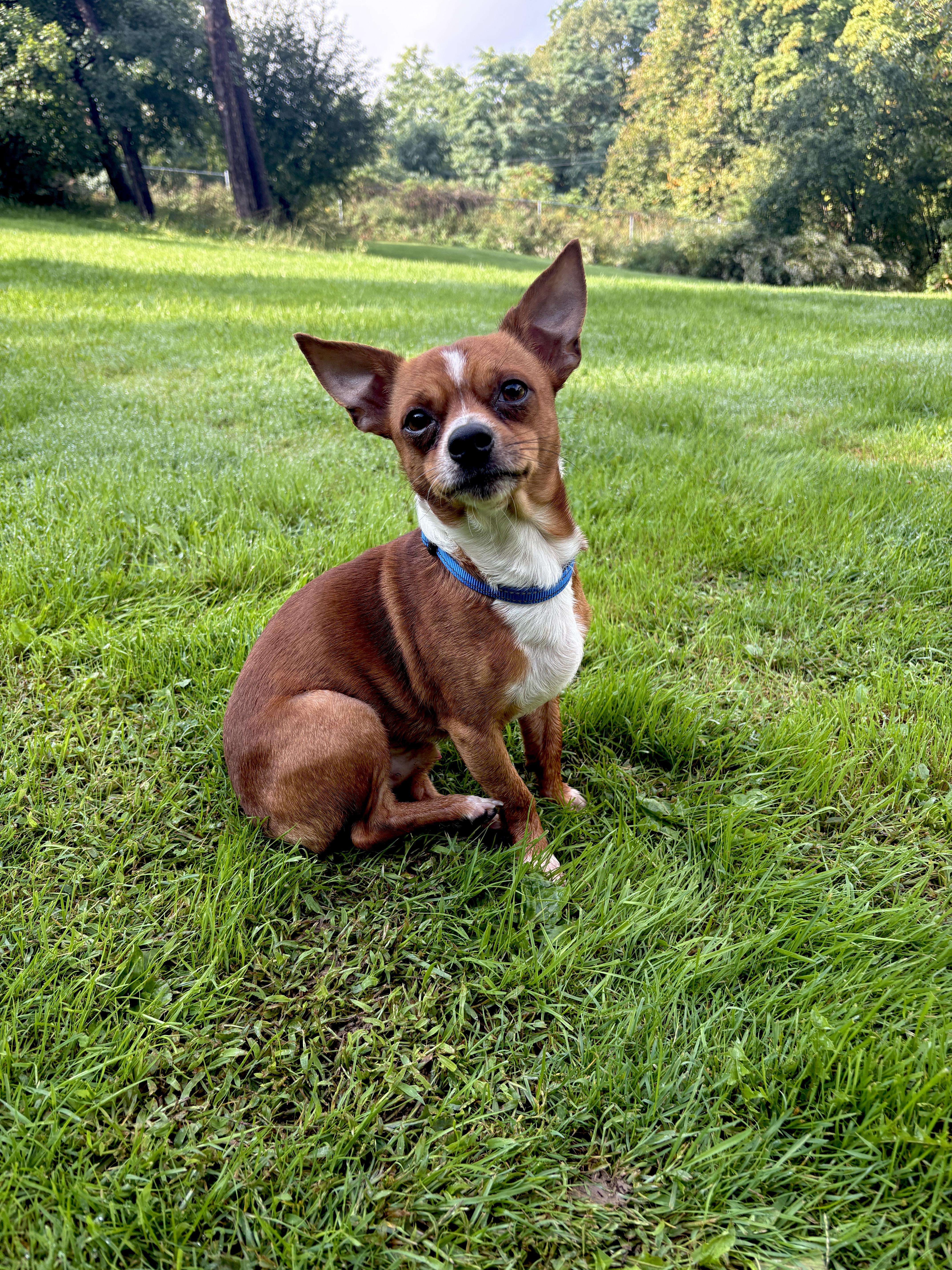 Enlarge CHARLIE, a Adoptable Chihuahua in Latham, NY image 2/2