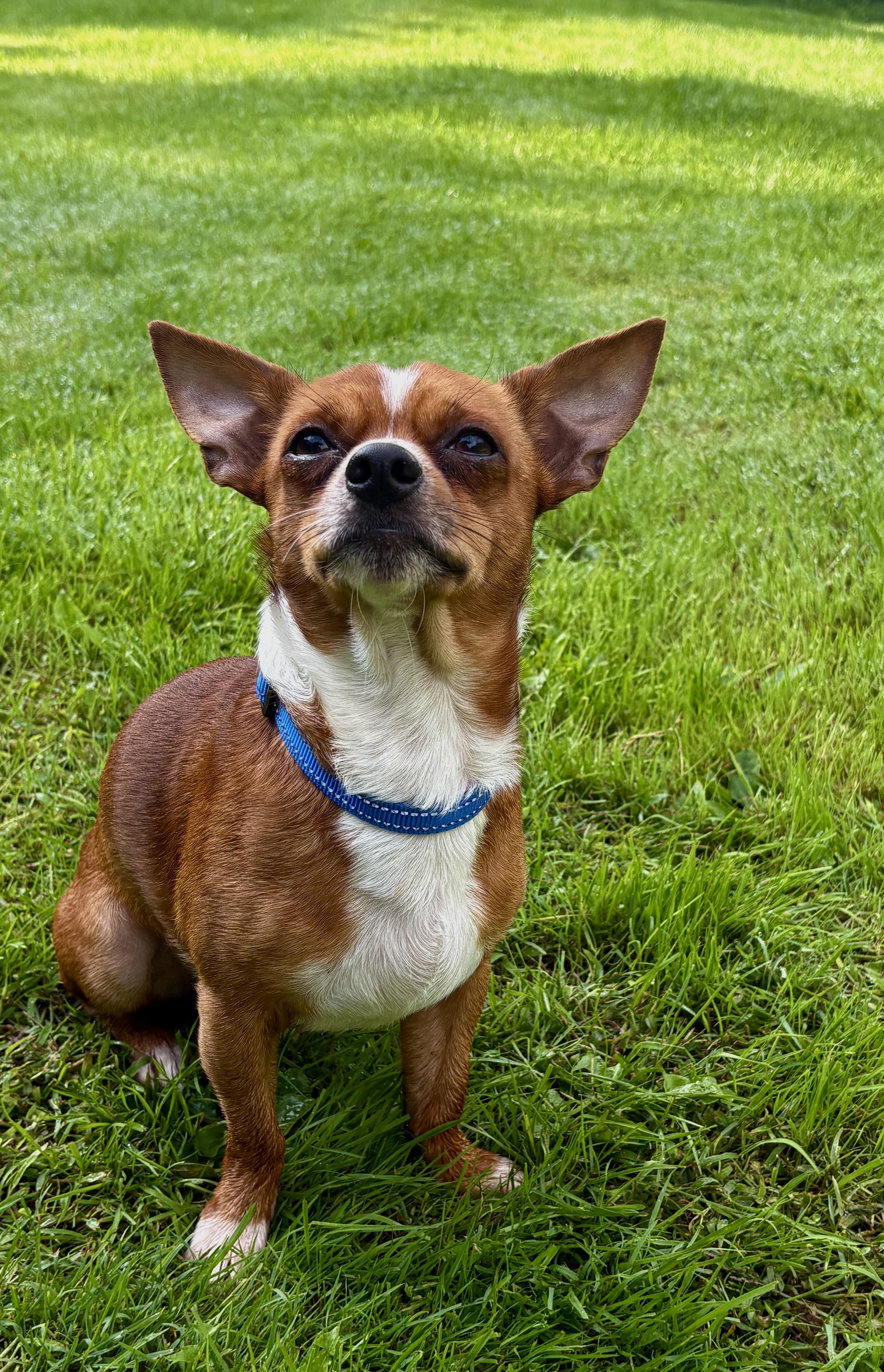 CHARLIE, Adoptable, Adult Male Chihuahua.
