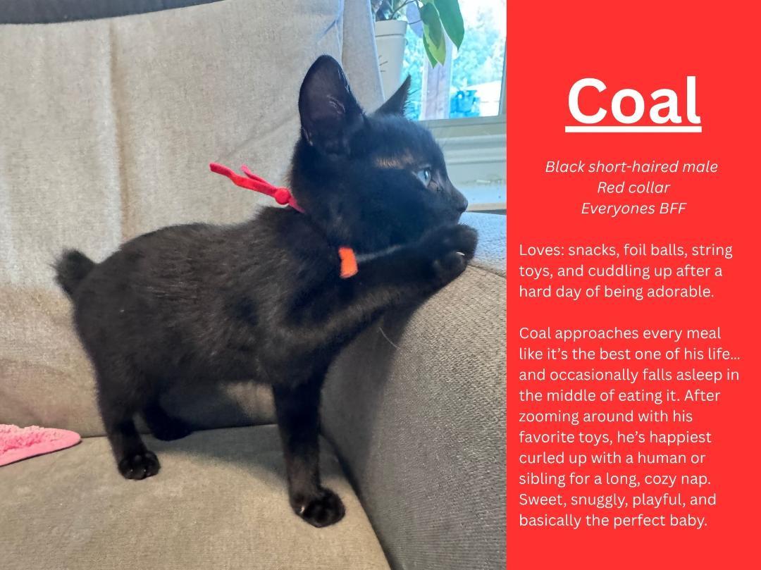 Coal, ADOPTABLE, Kitten Male Domestic Short Hair.