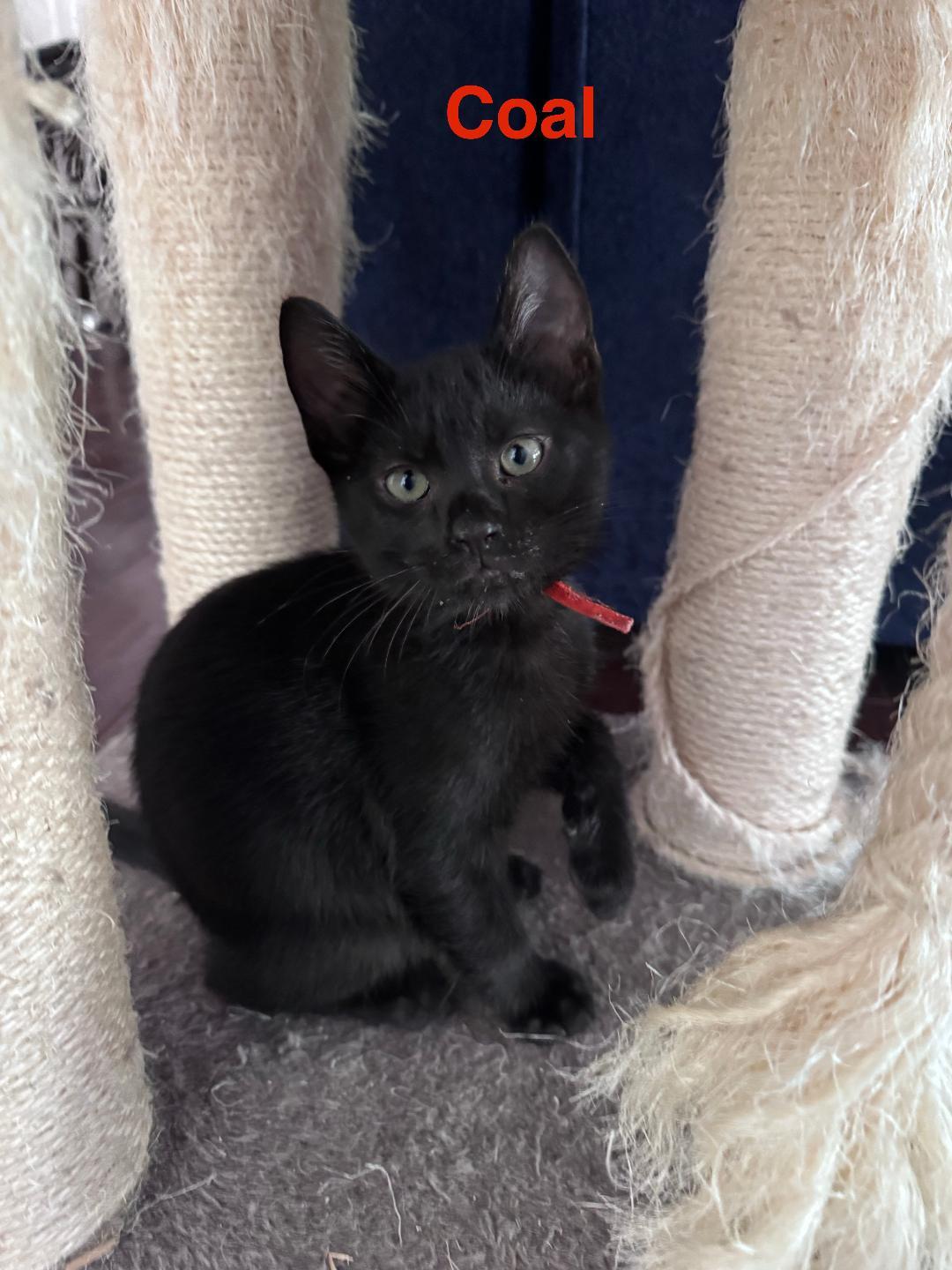 Coal, ADOPTABLE, Kitten Male Domestic Short Hair.