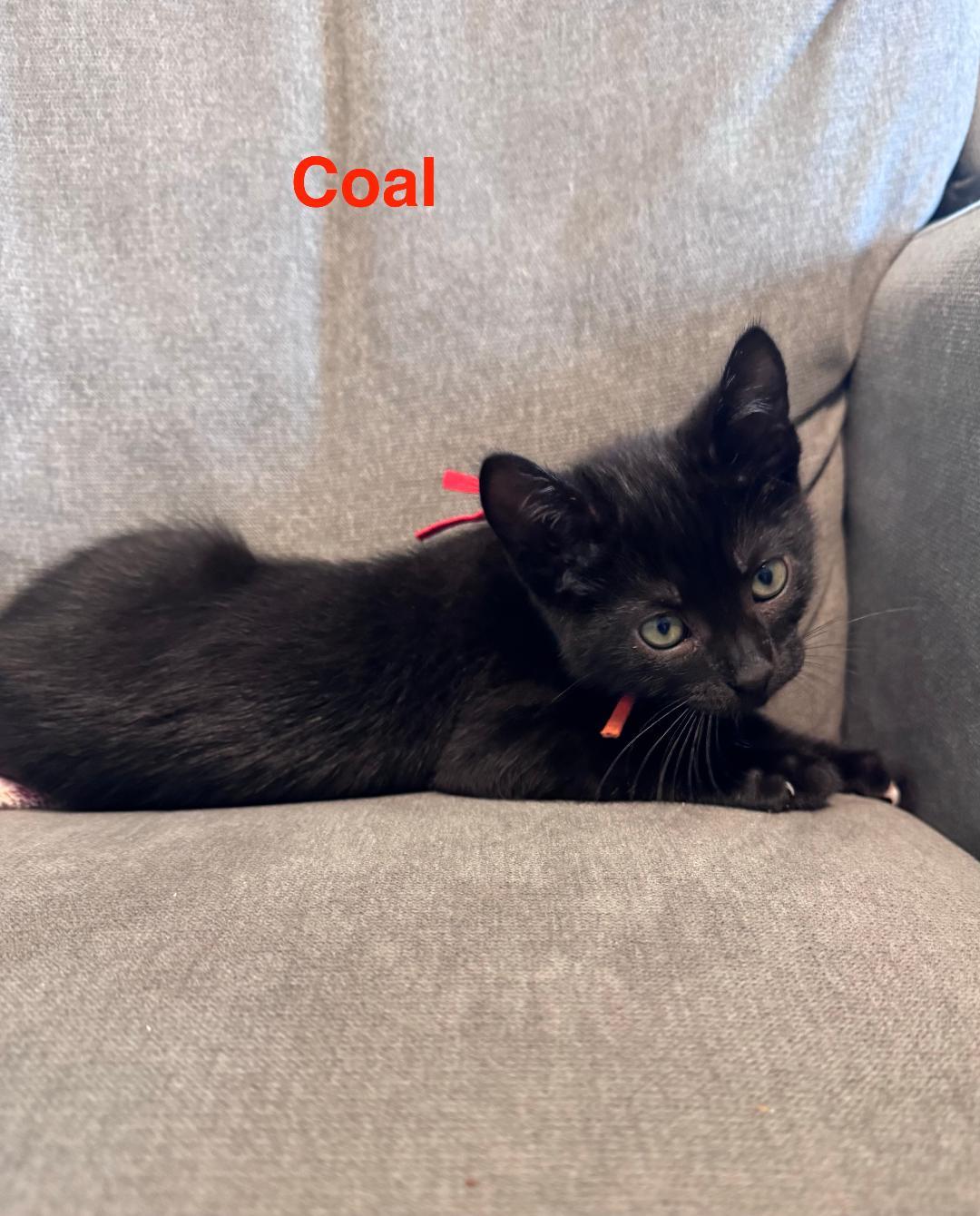 Enlarge Coal, a ADOPTABLE Domestic Short Hair in Terrell, TX image 2/3