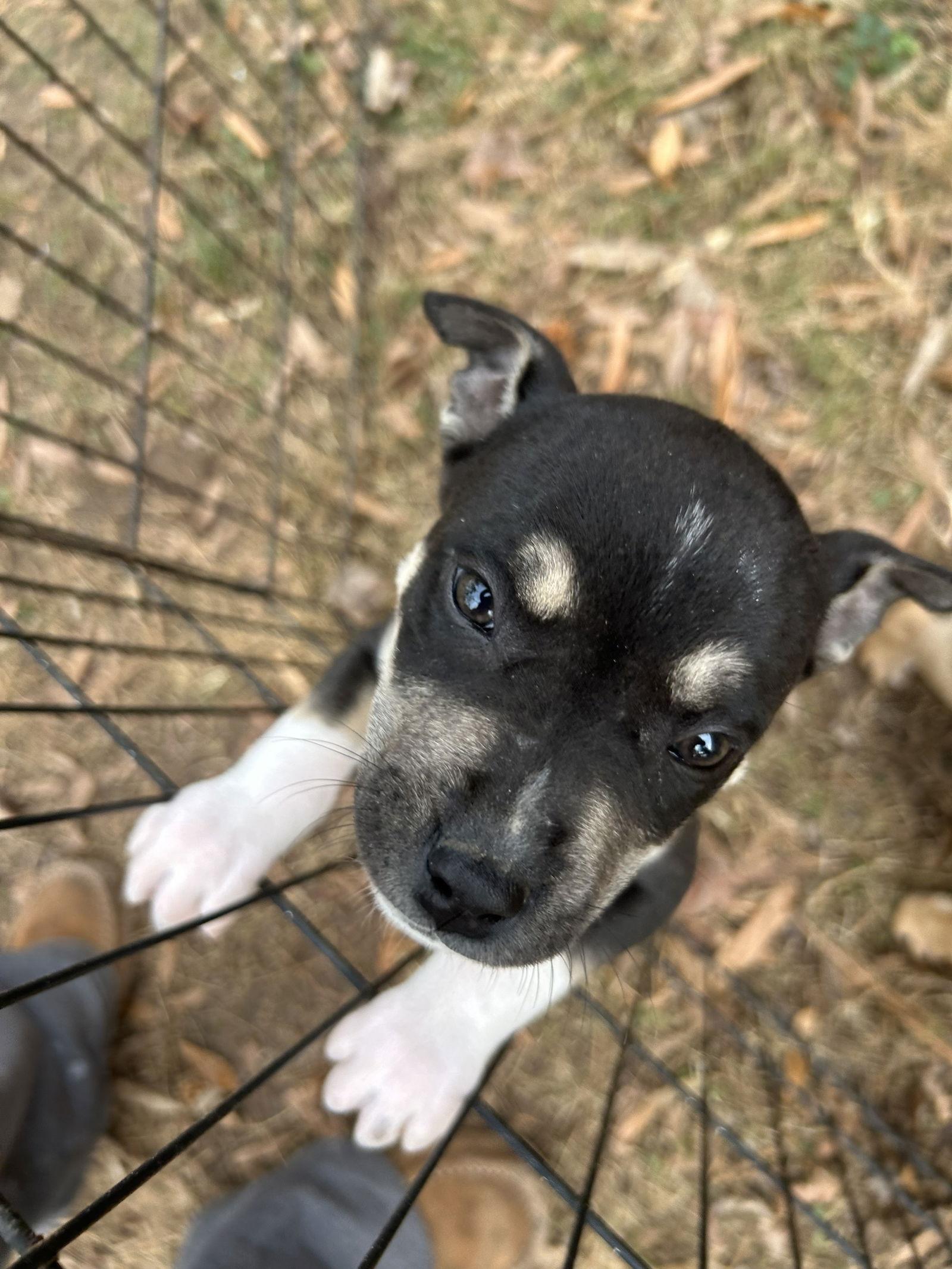 Ripley, Adoptable, Puppy Female Mixed Breed.