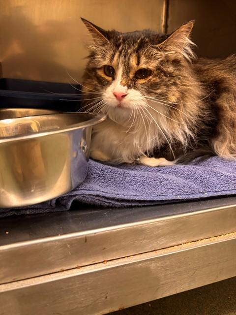 Enlarge HARPER, a Adoptable Domestic Long Hair in Lees Summit, MO image 1/1