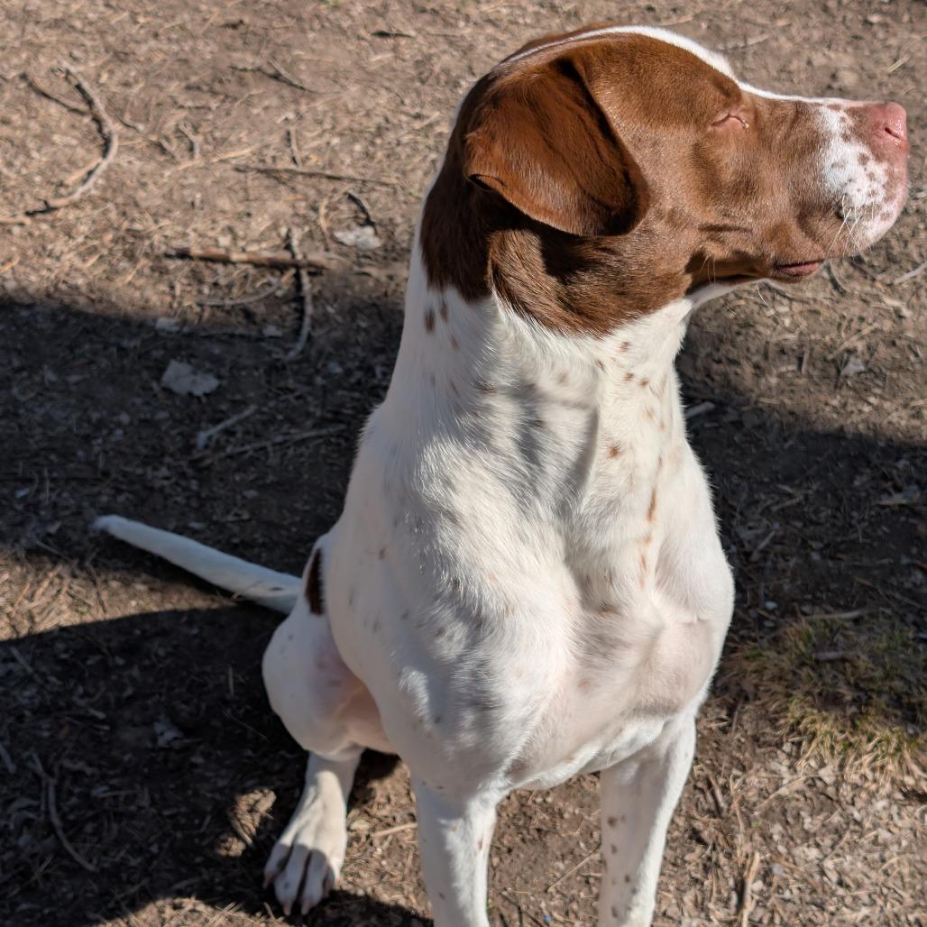 Enlarge Milo, a Adoptable Mixed Breed in Manhattan, KS image 2/6
