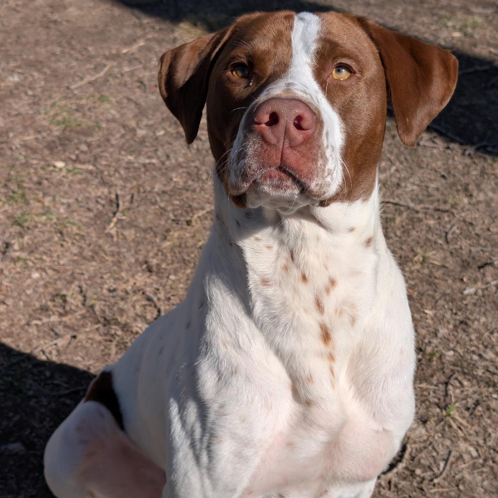 Enlarge Milo, a Adoptable Mixed Breed in Manhattan, KS image 3/6