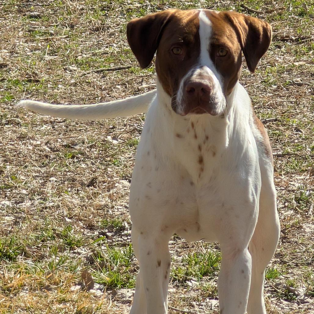 Enlarge Milo, a Adoptable Mixed Breed in Manhattan, KS image 4/6