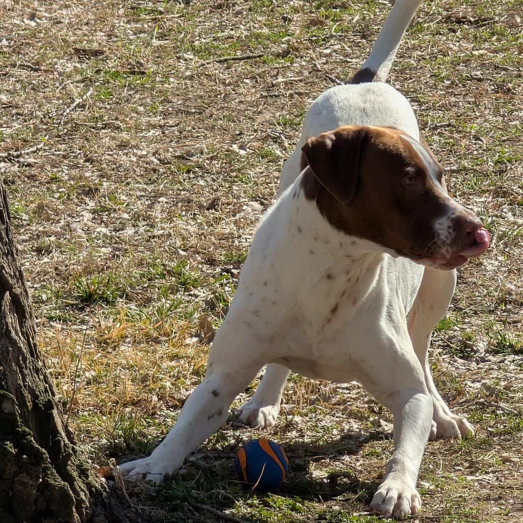 Enlarge Milo, a Adoptable Mixed Breed in Manhattan, KS image 6/6