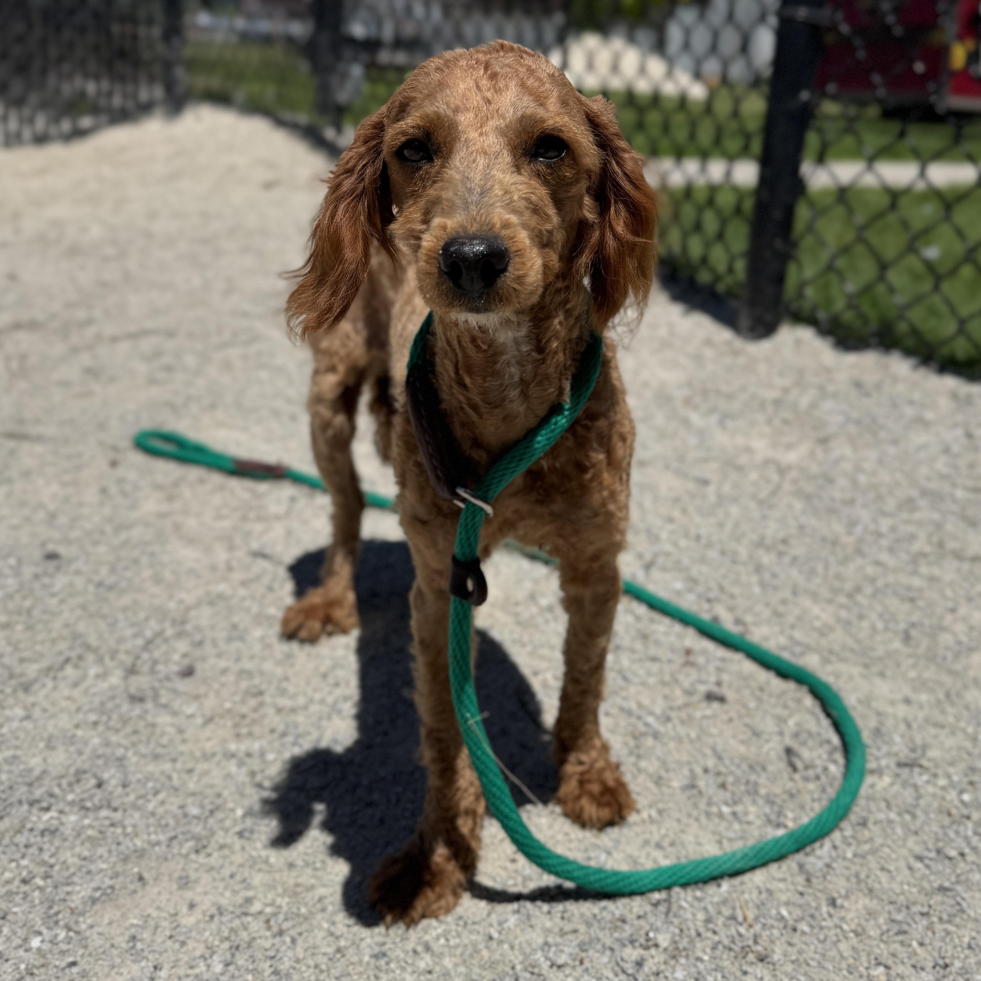 Tinker, adopted, Adult Female Miniature Poodle.