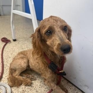 Tinker, an adopted mixed breed in Philadelphia, PA image 2/3