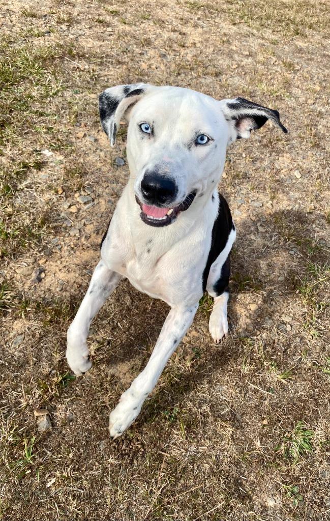 Enlarge Drako, a Adoptable mixed breed in Bryant, AR image 1/6
