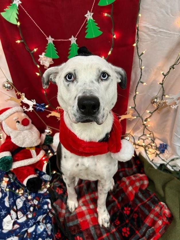 Enlarge Drako, a Adoptable mixed breed in Bryant, AR image 2/6