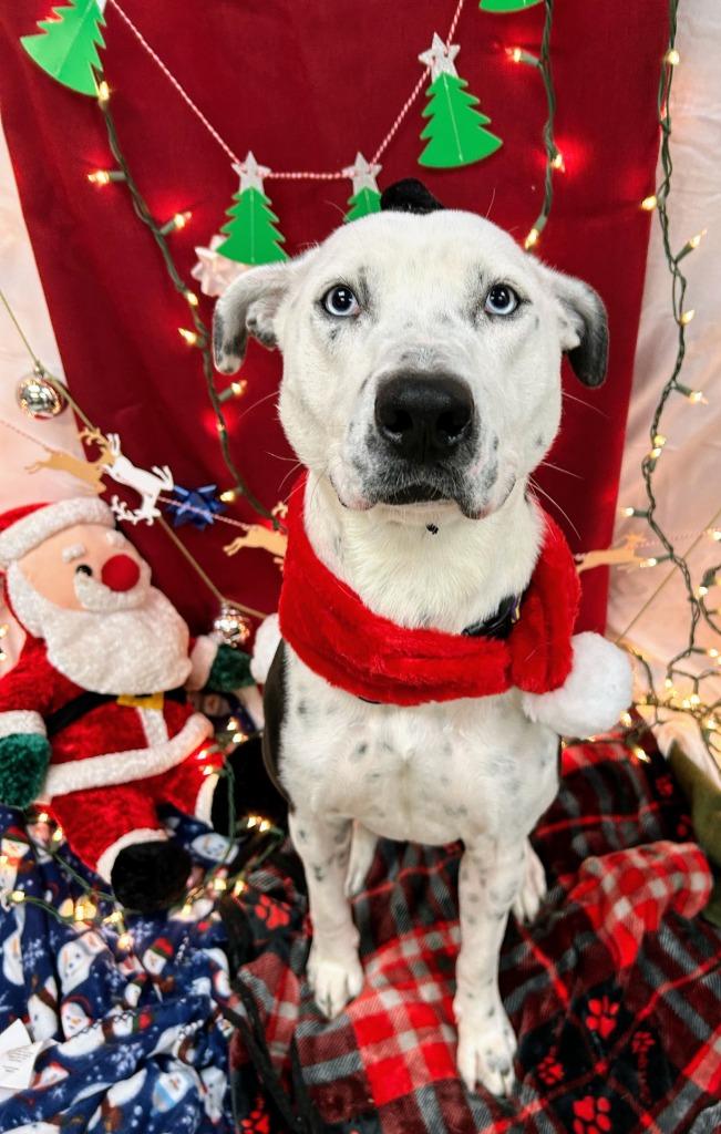 Enlarge Drako, a Adoptable mixed breed in Bryant, AR image 3/6