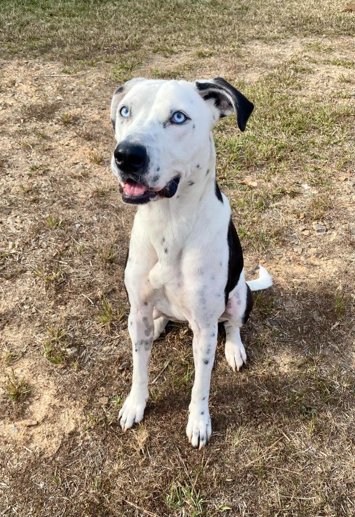 Enlarge Drako, a Adoptable mixed breed in Bryant, AR image 4/6