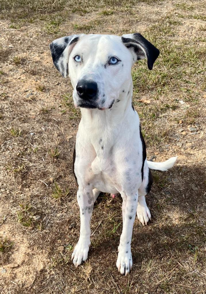 Enlarge Drako, a Adoptable mixed breed in Bryant, AR image 5/6