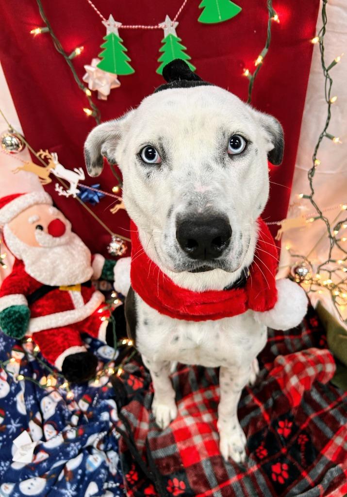 Enlarge Drako, a Adoptable mixed breed in Bryant, AR image 6/6