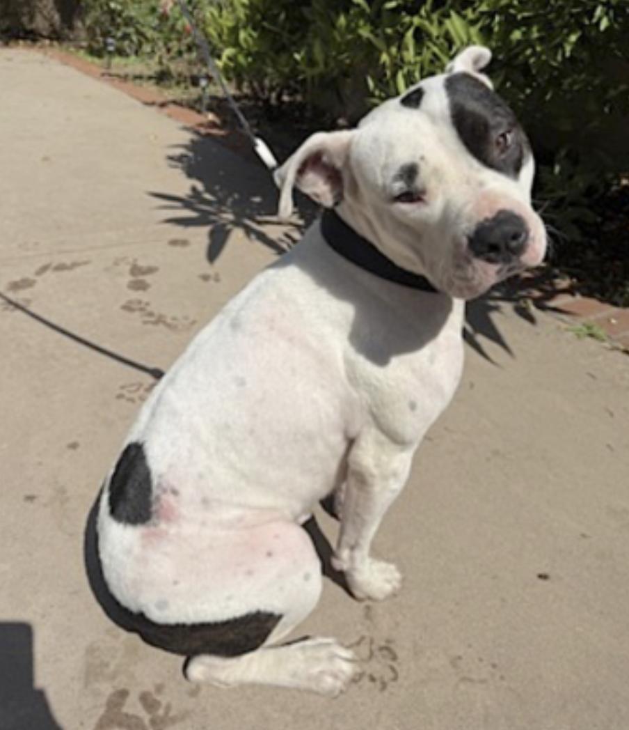 Boogie — thumbnail 4