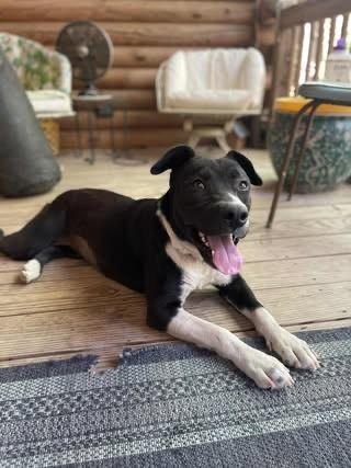 Enlarge Shawna, a Adoptable mixed breed in Calera, AL image 4/6