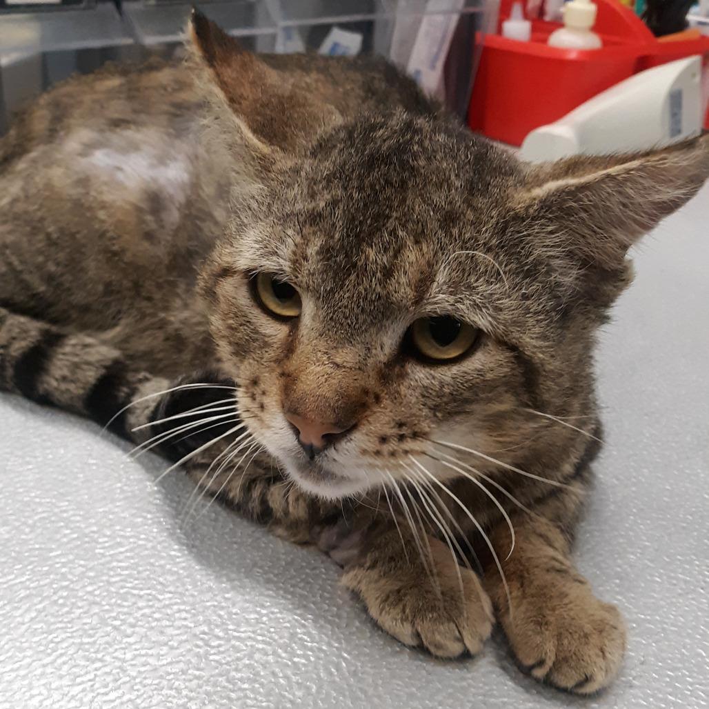 Enlarge Hanzo, a Adoptable Domestic Short Hair in Spokane, WA image 1/1