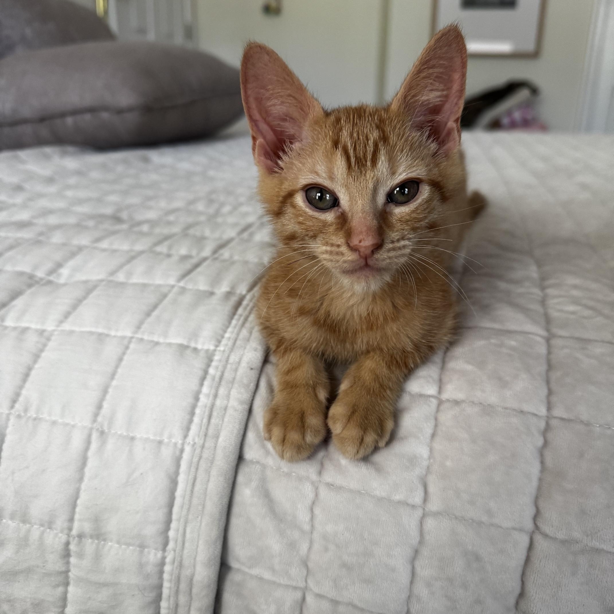 Enlarge Pancake, a ADOPTABLE Tabby in Frederick, MD image 2/3