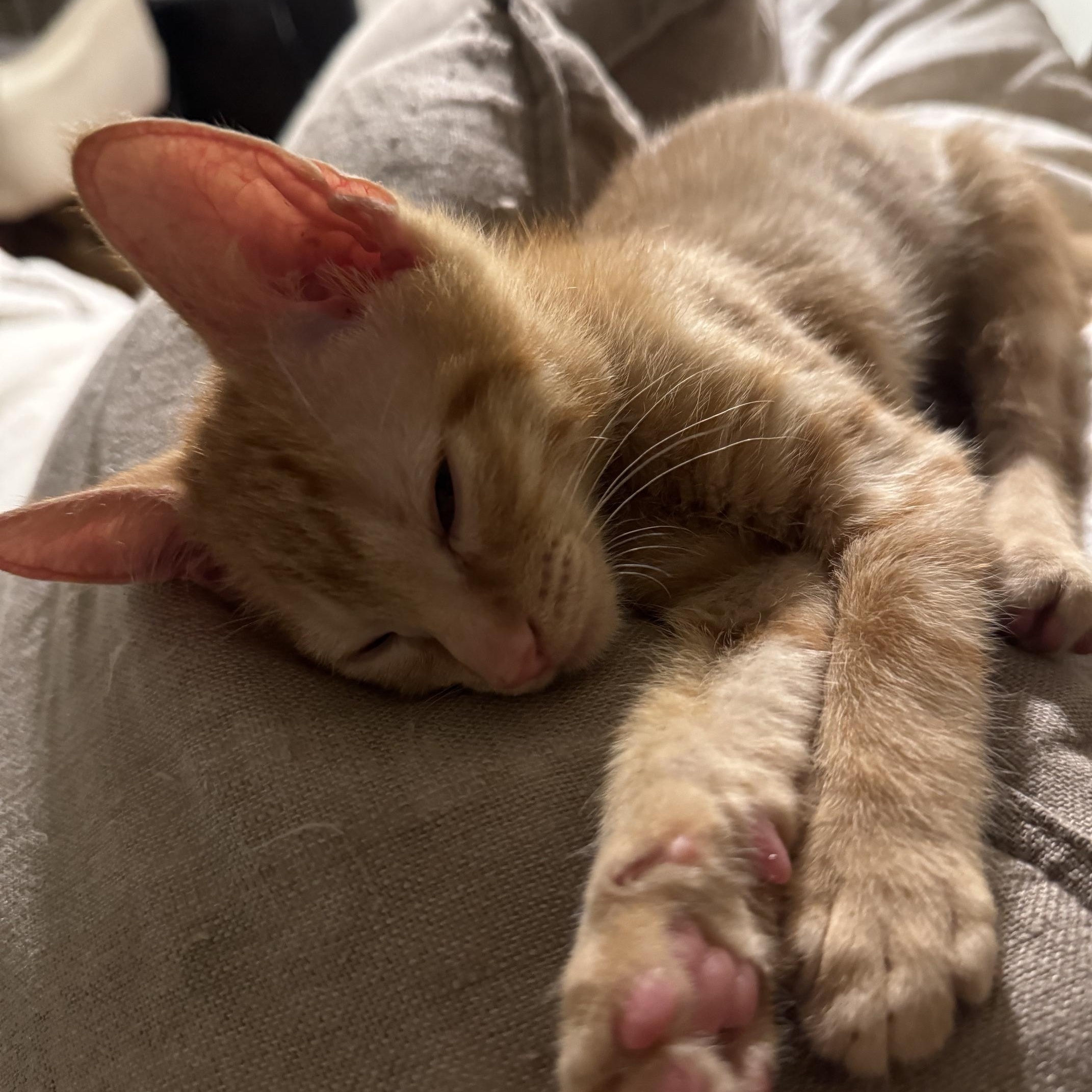 Enlarge Pancake, a ADOPTABLE Tabby in Frederick, MD image 3/3