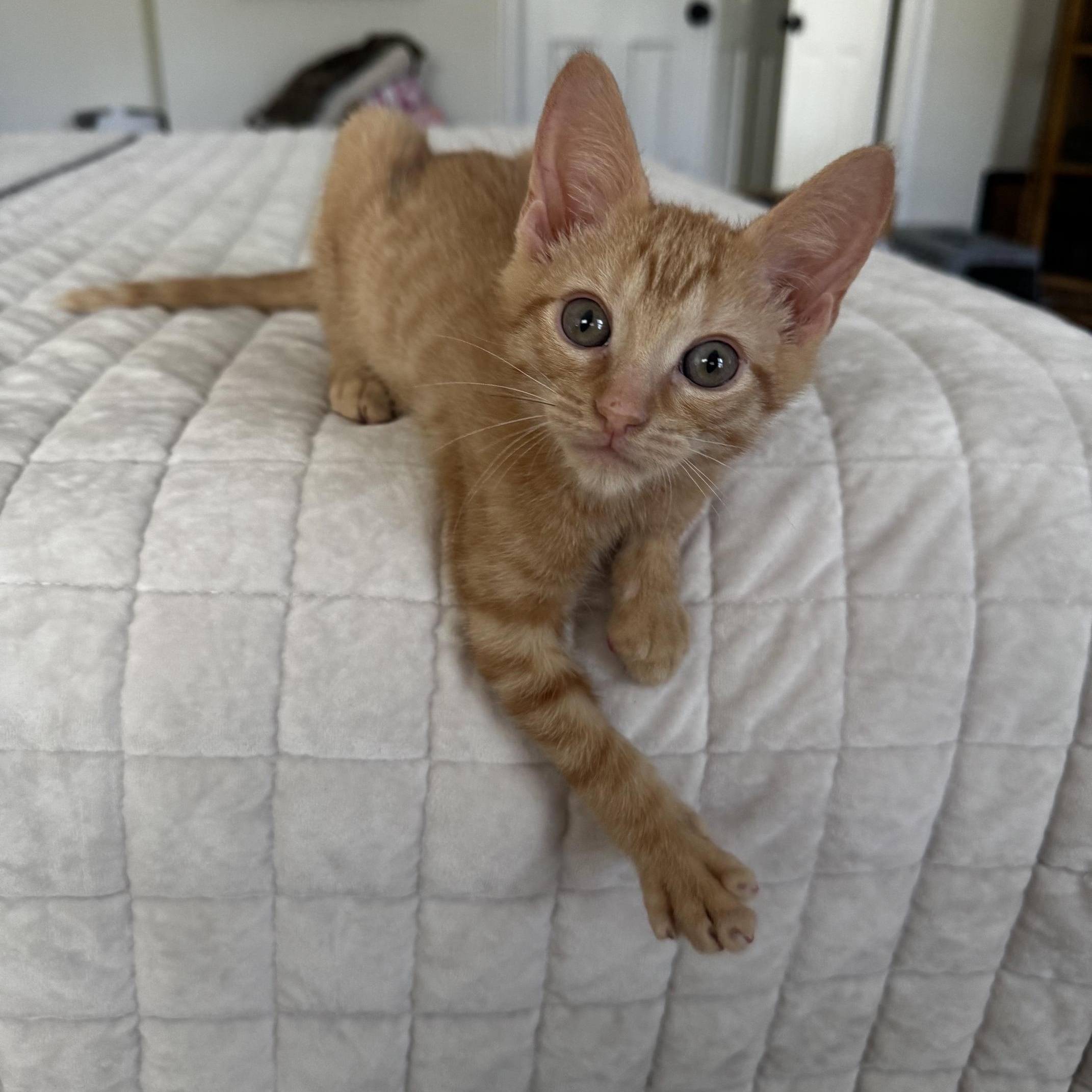 Pancake, ADOPTABLE, Kitten Male Tabby.