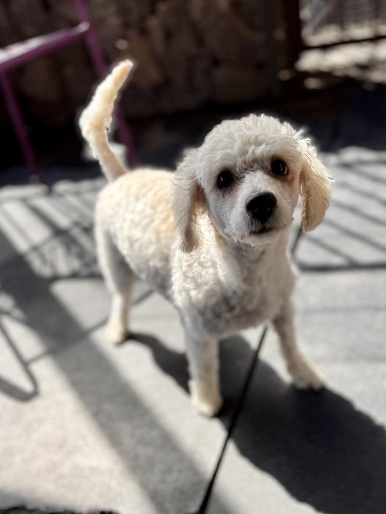 Enlarge Annie, an adopted Poodle in TUCSON, AZ image 2/4