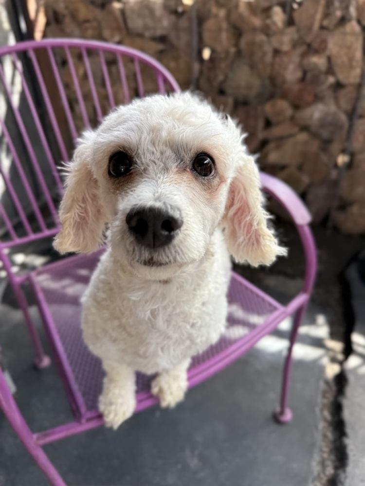 Enlarge Annie, an adopted Poodle in TUCSON, AZ image 1/4