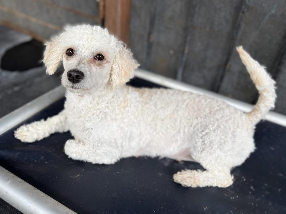 Enlarge Annie, an adopted Poodle in TUCSON, AZ image 4/4