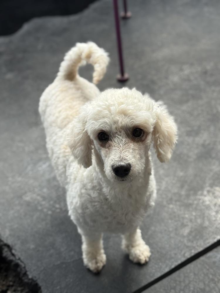 Enlarge Annie, an adopted Poodle in TUCSON, AZ image 3/4