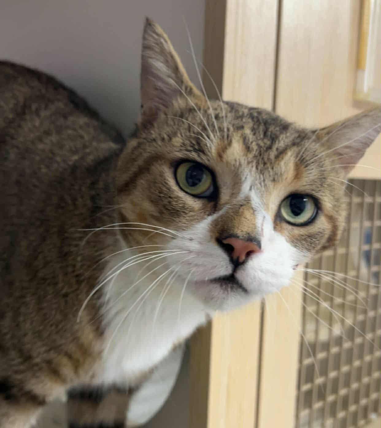 Biggie! Outgoing Boy!