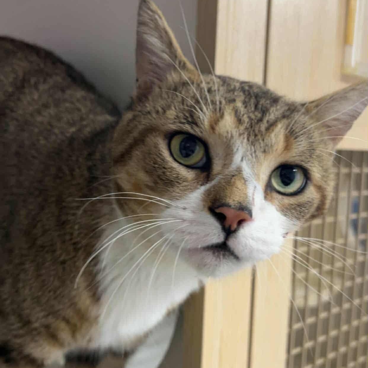 Biggie! Outgoing Boy!, a Adoptable Domestic Short Hair in Meriden, CT image 1/6