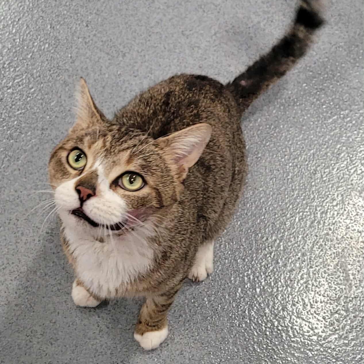 Biggie! Outgoing Boy!, a Adoptable Domestic Short Hair in Meriden, CT image 2/6