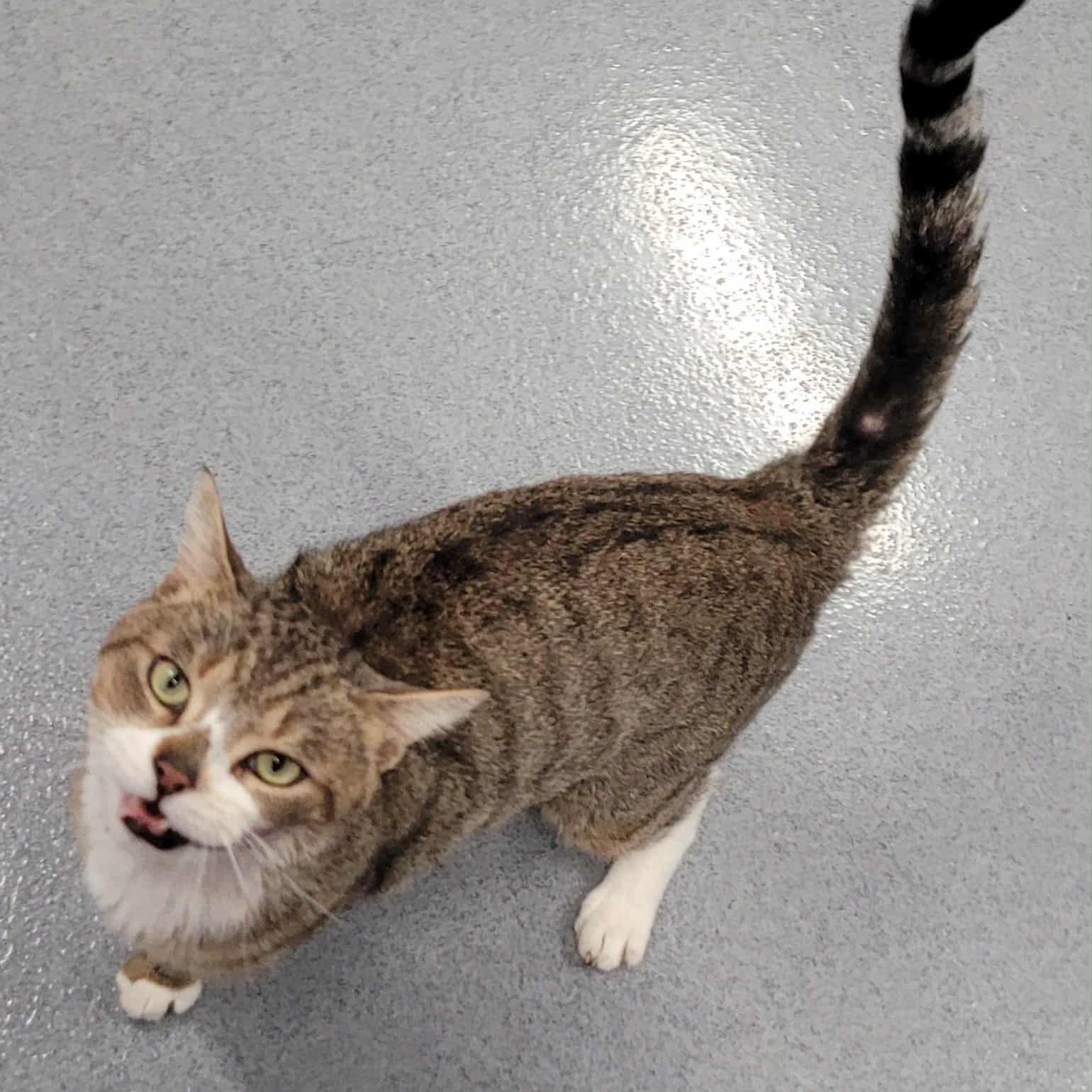 Biggie! Outgoing Boy!, a Adoptable Domestic Short Hair in Meriden, CT image 3/6