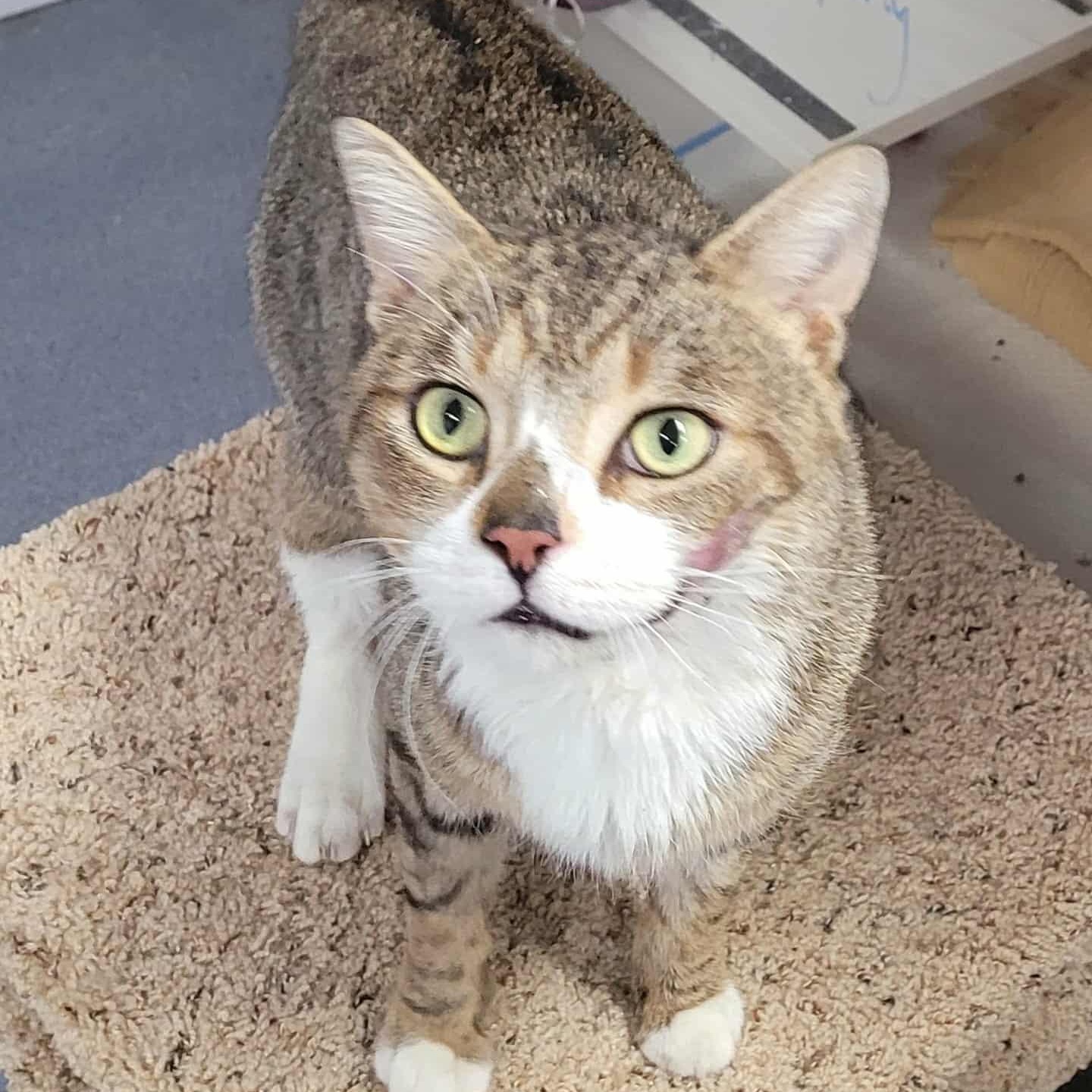 Biggie! Outgoing Boy!, a Adoptable Domestic Short Hair in Meriden, CT image 4/6