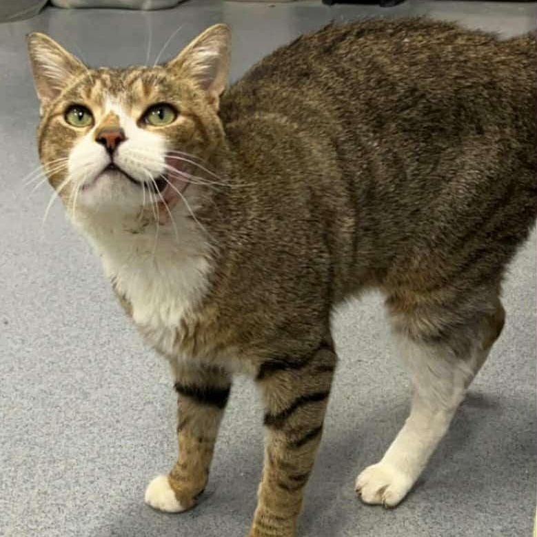 Biggie! Outgoing Boy!, a Adoptable Domestic Short Hair in Meriden, CT image 6/6