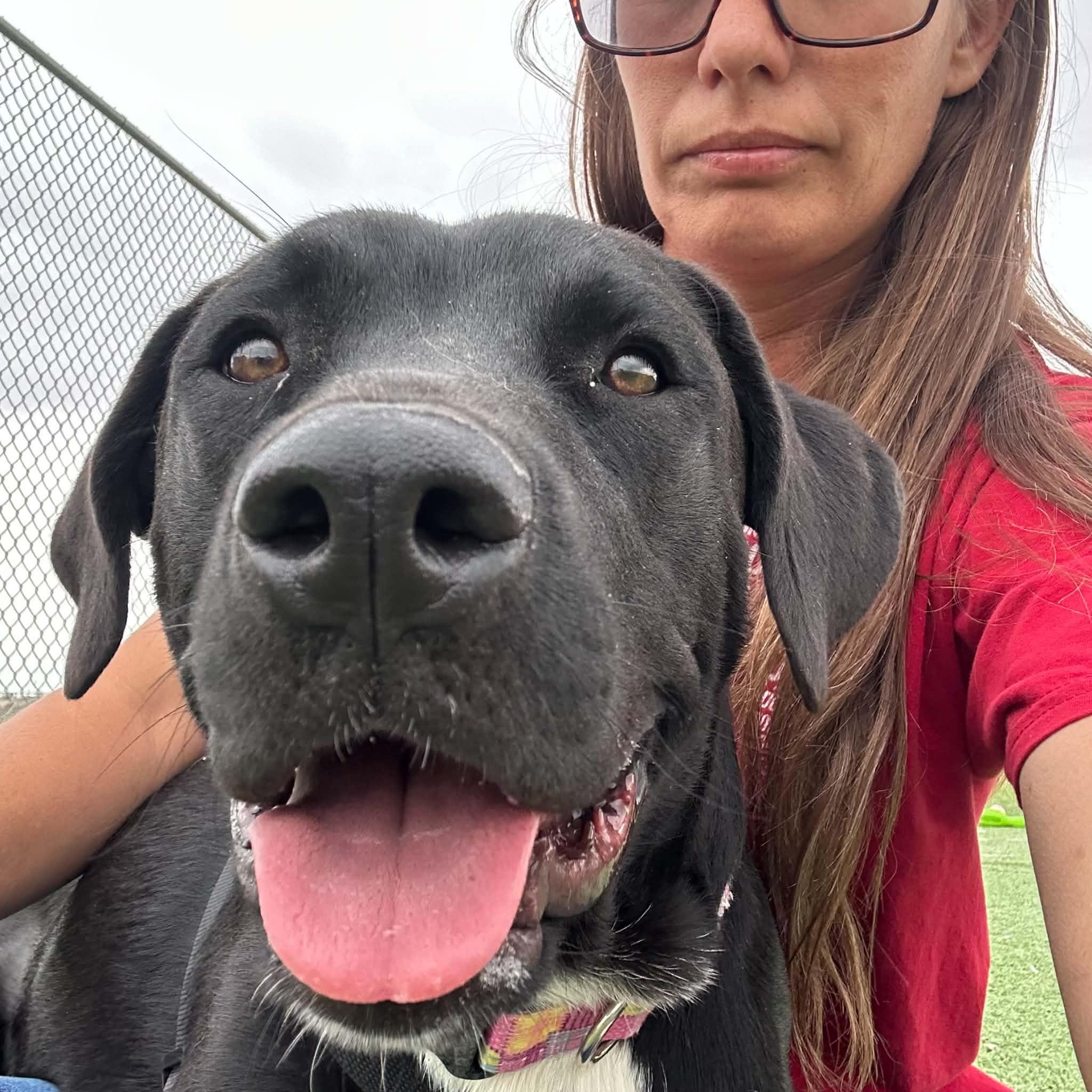 Enlarge Socks, an adopted mixed breed in Truth or Consequences , NM image 1/6
