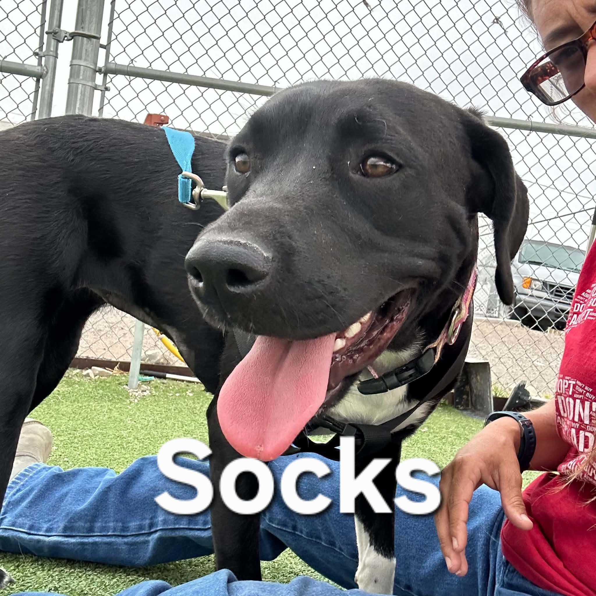 Enlarge Socks, an adopted mixed breed in Truth or Consequences , NM image 4/6