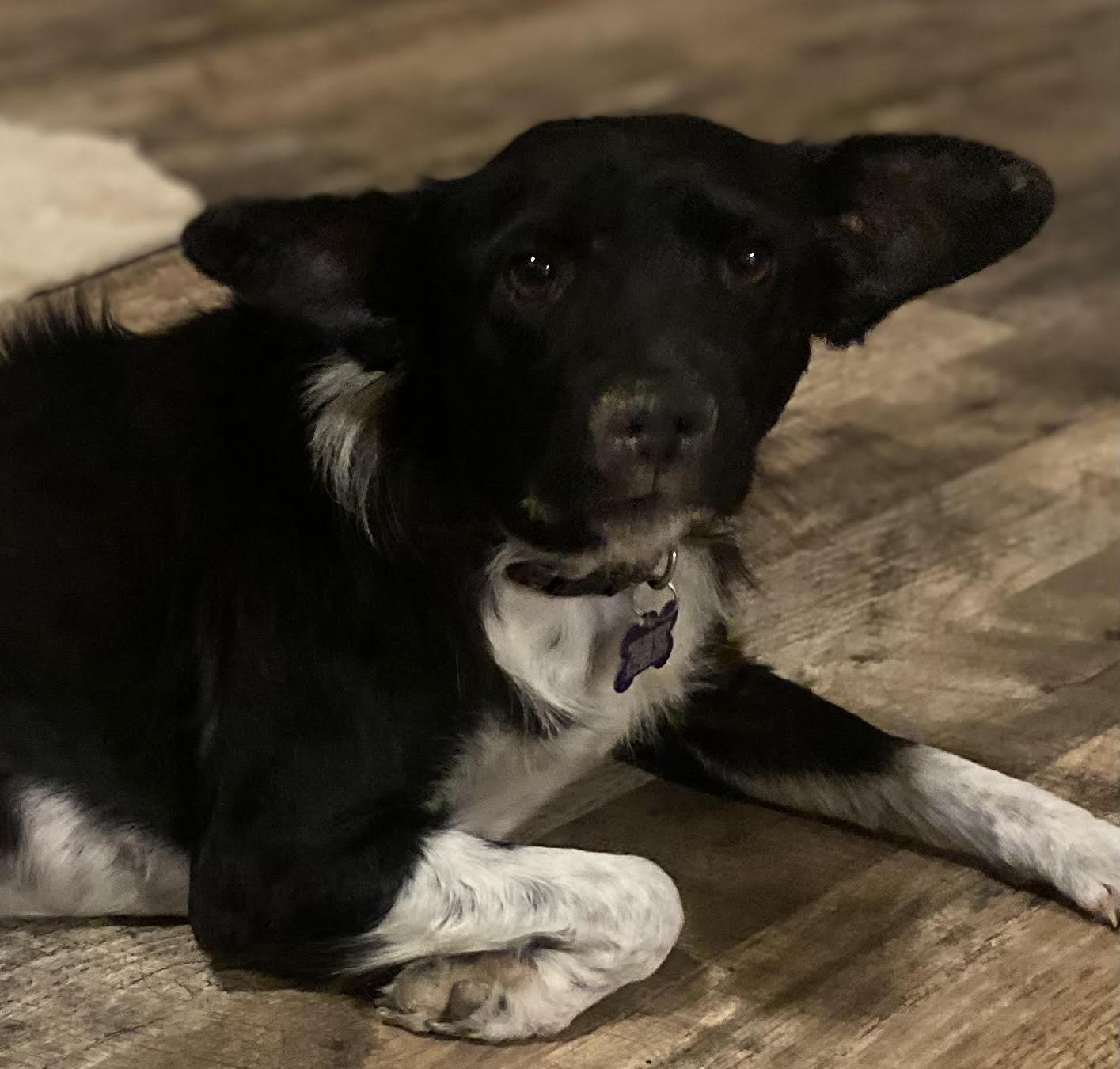 Linda, Adoptable, Adult Female Border Collie.