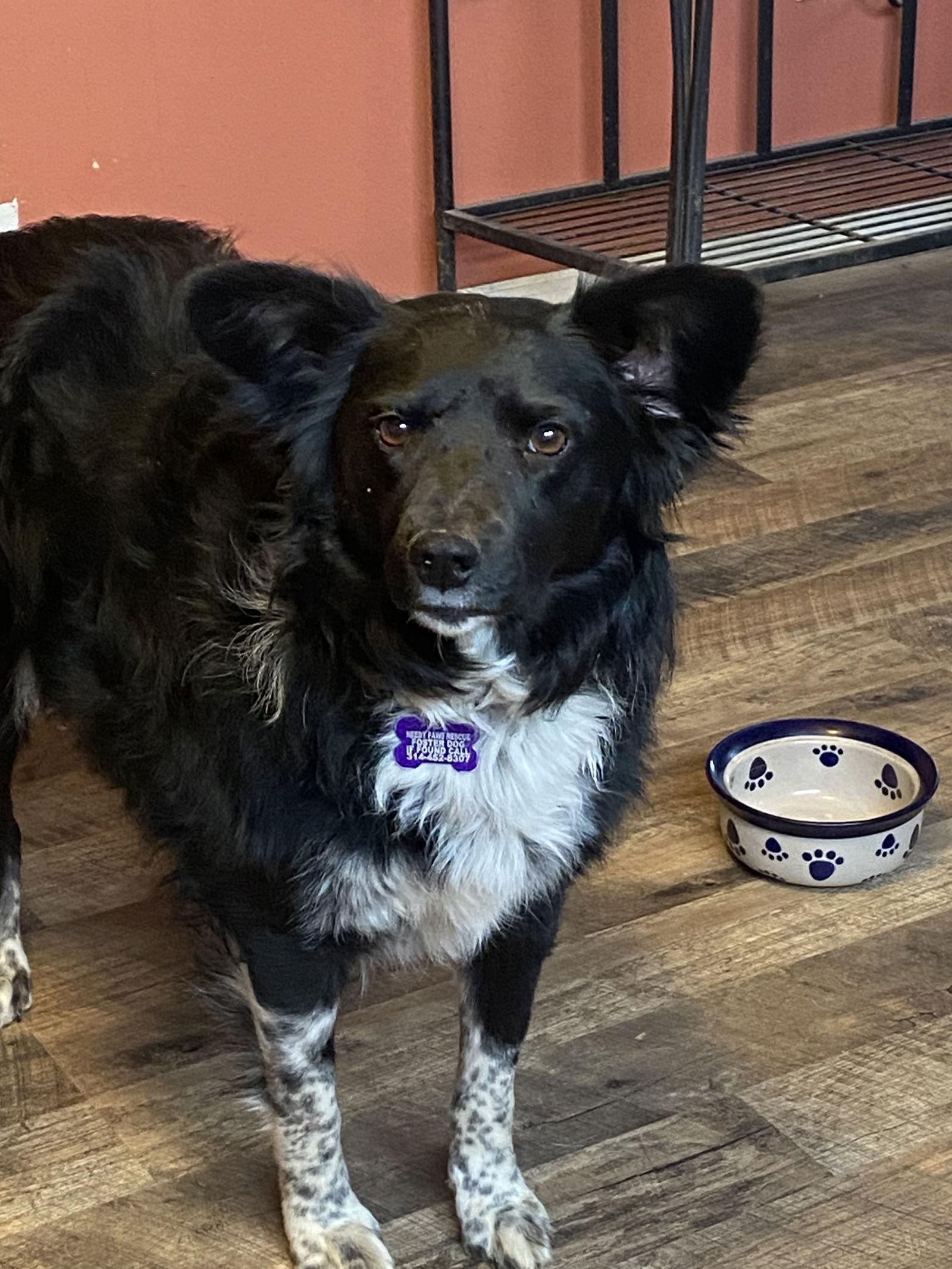 Enlarge Linda, a Adoptable Border Collie in St. Louis, MO image 3/3
