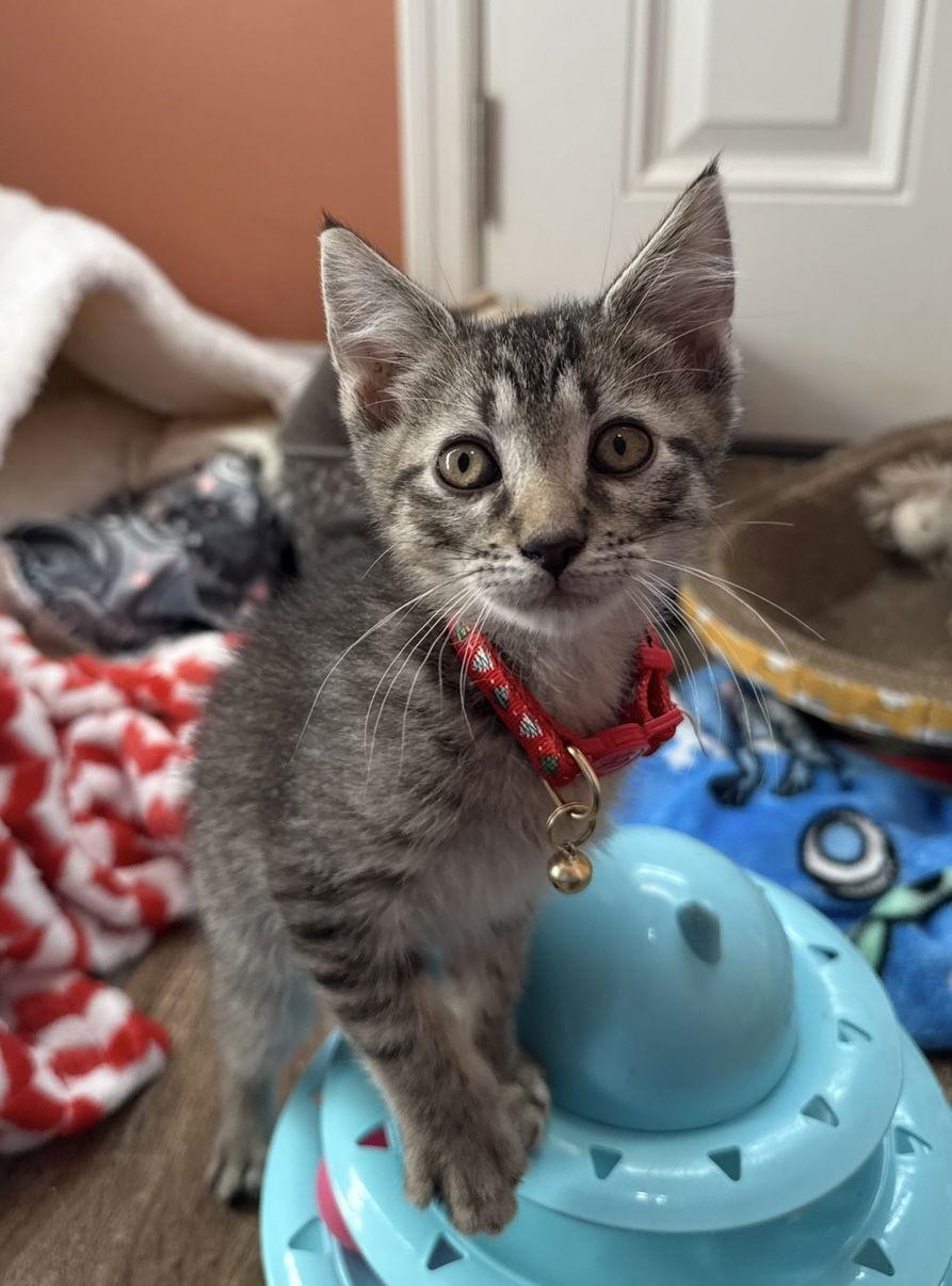 Rusty, Adoptable, Kitten Male Domestic Short Hair & Tabby.