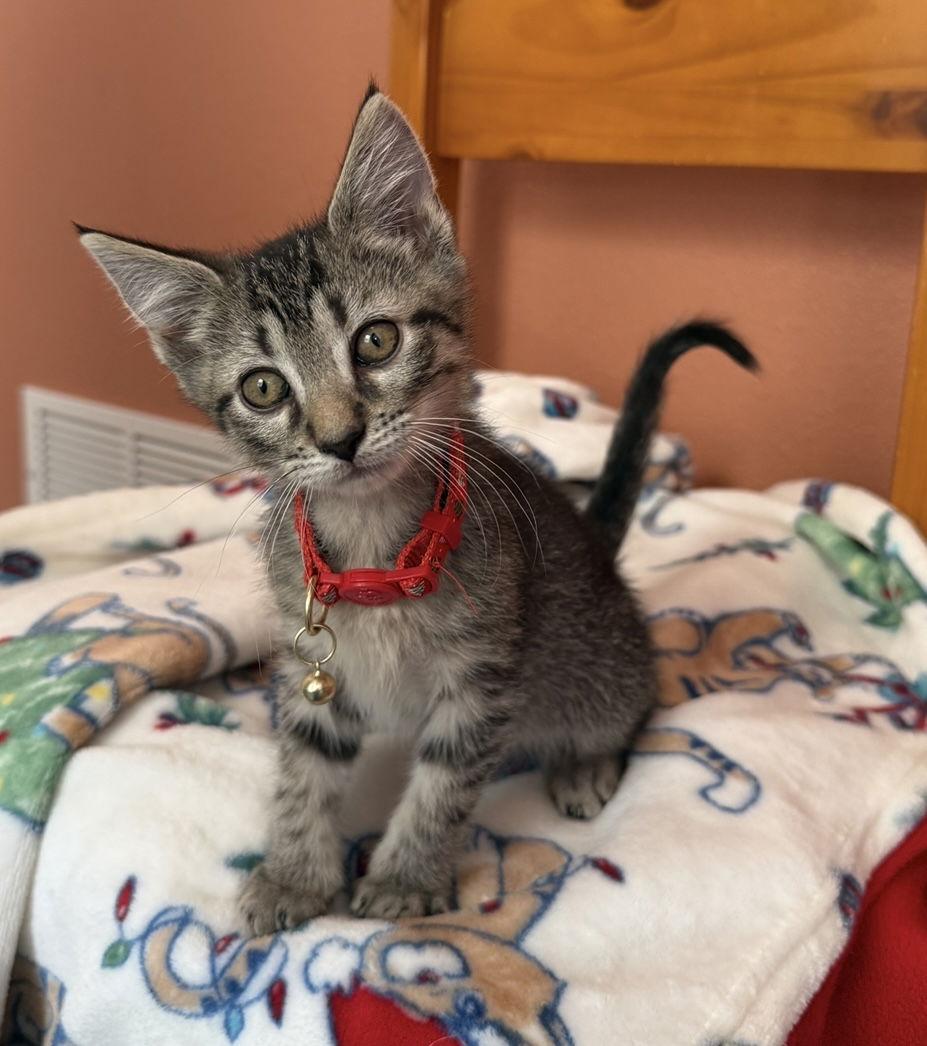 Enlarge Rusty, a Adoptable mixed breed in Orlando, FL image 2/3